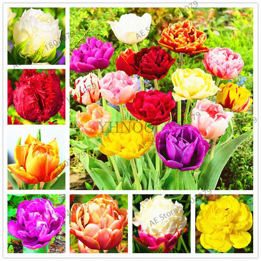 Rare Double Tulip Bulbs - Premium Imported Tulip Seeds for Home Garden Planting