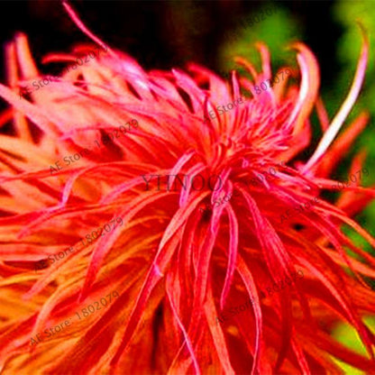 Mixed Aquarium Plants Seeds - Fish Tank Decor, Live Water Grass for Aquatic Plant Lovers