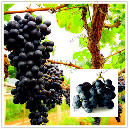Black Kyoho Grape Seeds - Sweet Natural Fruit Seeds for Planting, Deep Purple Home Garden Seeds