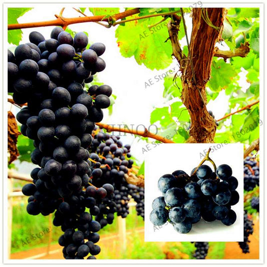 Black Kyoho Grape Seeds - Sweet Natural Fruit Seeds for Planting, Deep Purple Home Garden Seeds