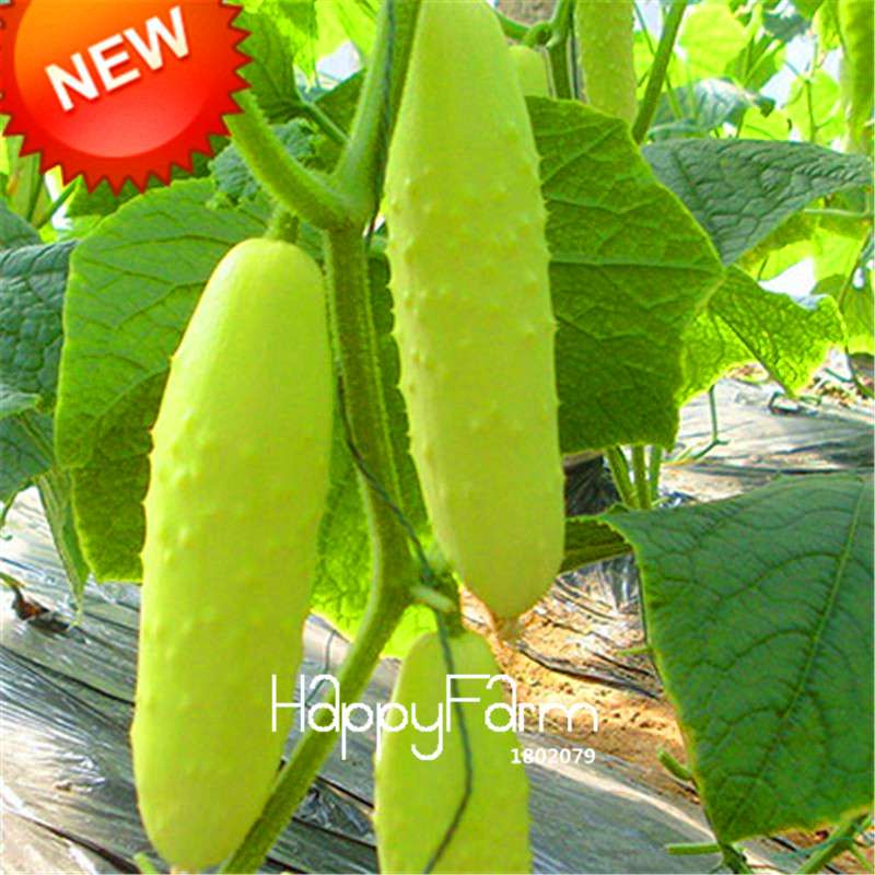 Dutch Cucumber Seeds - for Fresh, Homegrown Vegetables | Non-GMO, High Yield