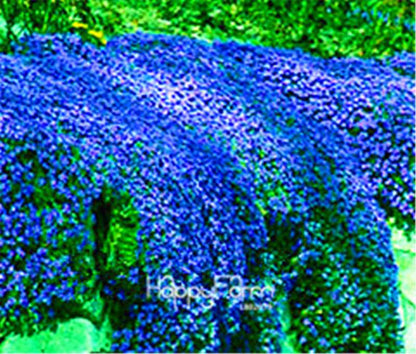 Rock Cress Seeds - Perennial Ground Cover Flowers for Home Garden | Fast-Growing & Low Maintenance