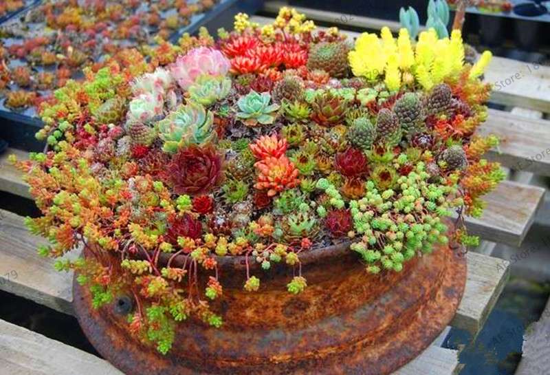 Rare Lithops Succulent Seeds - Living Stone Bonsai Mix for Mini Garden | Fast US Shipping