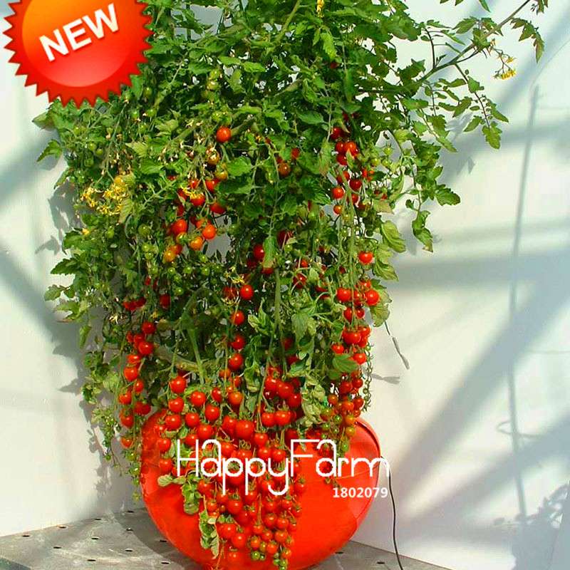 Organic Purple Tomato Seeds for Home Garden - Non-GMO, Easy Grow