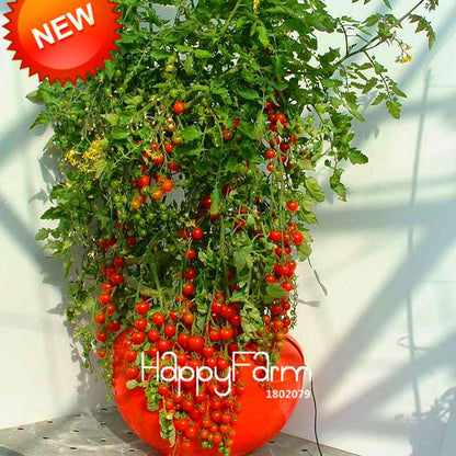 Organic Purple Tomato Seeds for Home Garden - Non-GMO, Easy Grow