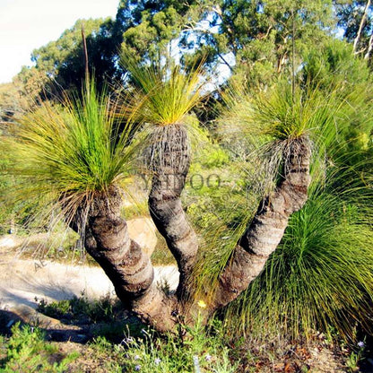 Rare Australian Grass Tree Seeds - Unique Bonsai & Ornamental Plant for Home & Garden | Fast Shipping
