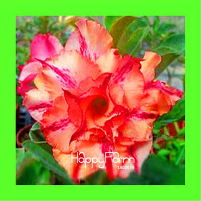 Desert Rose Seeds - Stunning Bonsai Flower for Garden, Balcony & Pots
