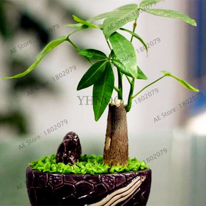 Money Tree Seeds (Pachira Macrocarpa) - Bonsai & Potted Plant for Home & Garden - Grow Your Own Lucky Tree