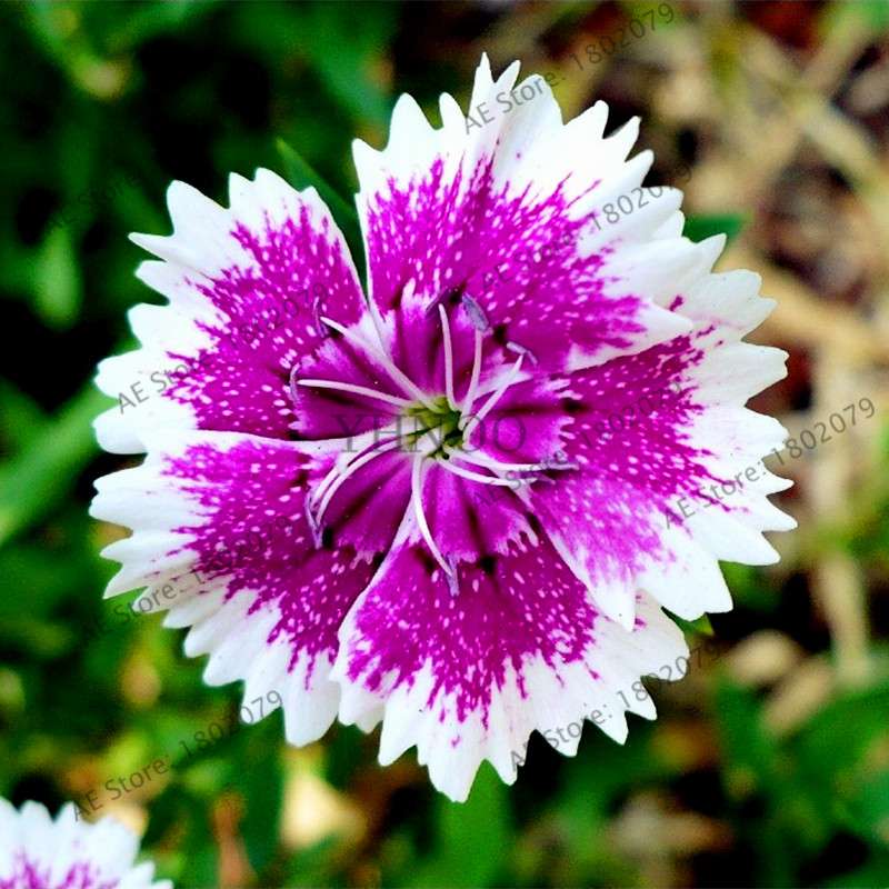 Dianthus Seeds - 24 Vibrant Colors, Easy to Grow, High Germination for DIY Garden Flowers | Fast Shipping
