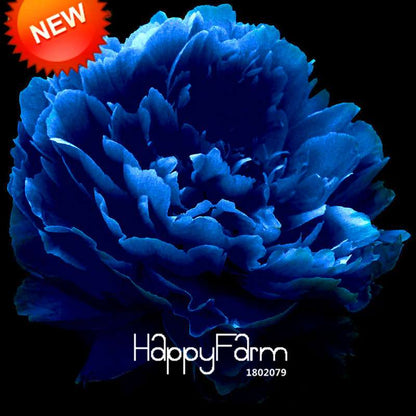 Rare Purple Blue Peony Seeds for Planting - Exotic Chinese Flower Seeds