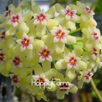 Hoya Seeds for Planting - DIY Home Garden, Potted Flowers, Bonsai & Orchid Seeds - Indoor/Outdoor