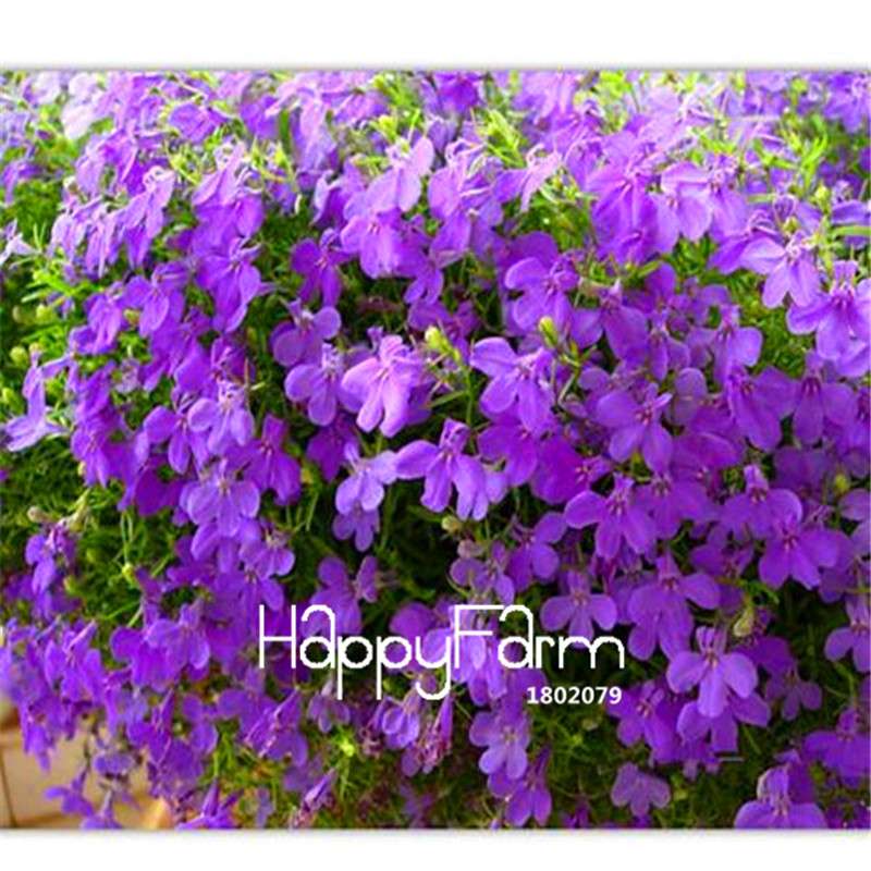 Lobelia Seeds - Bonsai Flower, Creeper & Ground Cover Plants for Garden Landscaping | Fast-Growing