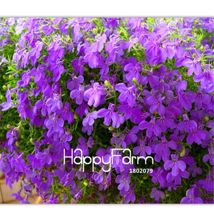 Lobelia Seeds - Bonsai Flower, Creeper & Ground Cover Plants for Garden Landscaping | Fast-Growing
