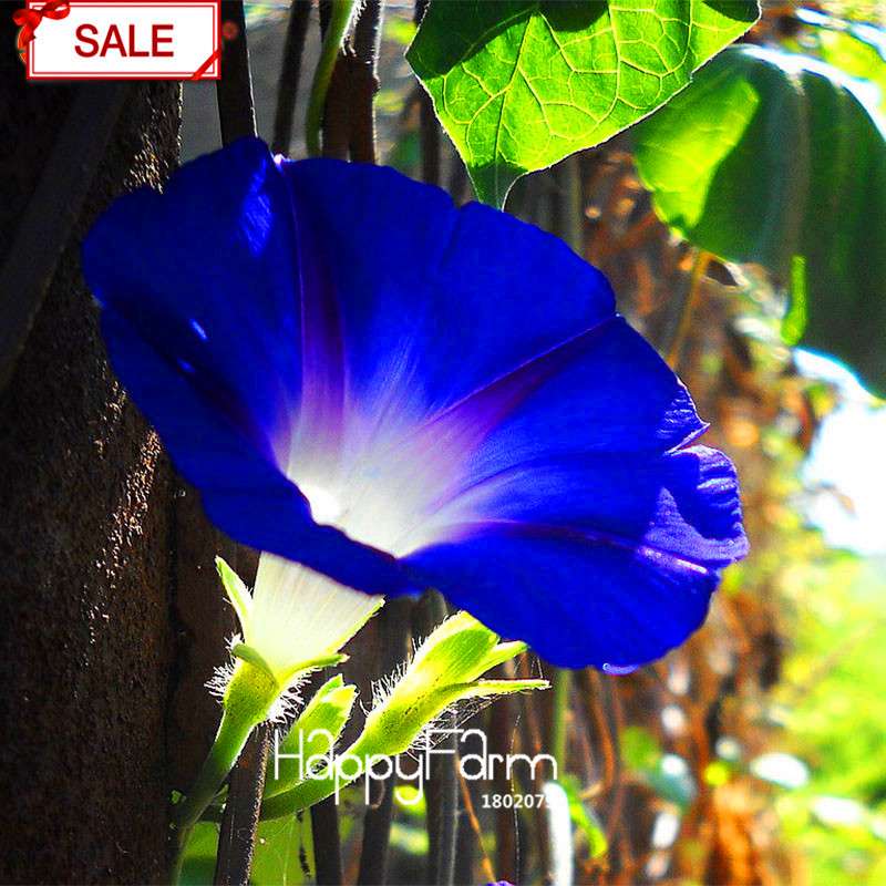 Morning Glory Seeds - Deep Blue Ipomoea Nil - Fast Blooming Chinese Flower Seeds for Garden