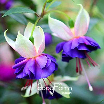 White Fuchsia Flower Seeds - Vibrant Hanging Potted Plants for Home & Garden | Fast-Growing