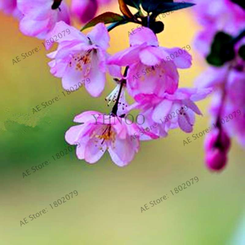 Begonia Seeds - Easy to Grow Bonsai Balcony Flowers, Potted Eustoma & Malus Spectabilis for Home Garden