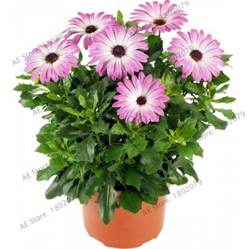 African Blue Eyed Daisy Seeds - Osteospermum Bonsai Flower Seeds for Home Garden & Potted Plants