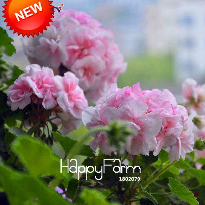 Pale Pink White Geranium Seeds - Perennial Pelargonium Peltatum Flower Seeds for Planting