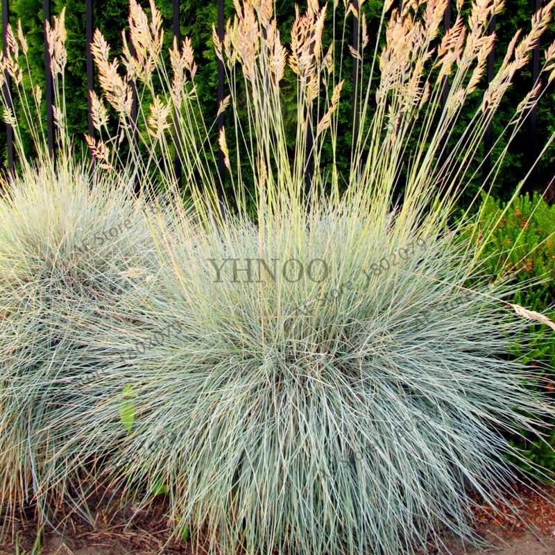 Blue Fescue Grass Seeds - Drought Tolerant, Perennial, DIY Home & Bonsai - Festuca Glauca