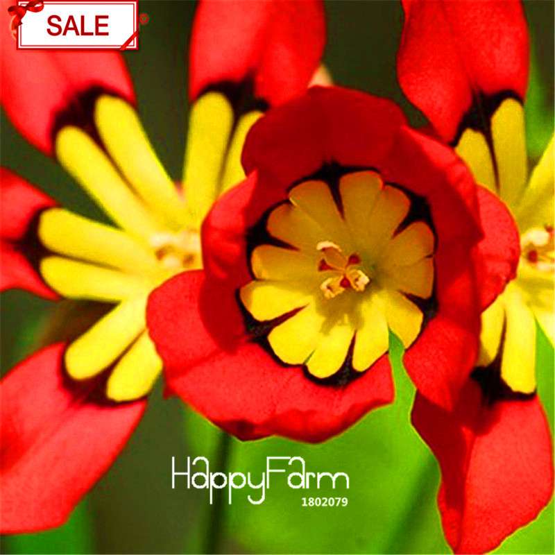 Red Sparaxis Tricolor Rose Flower Seeds - for Balcony Potted Flowers | USA Garden