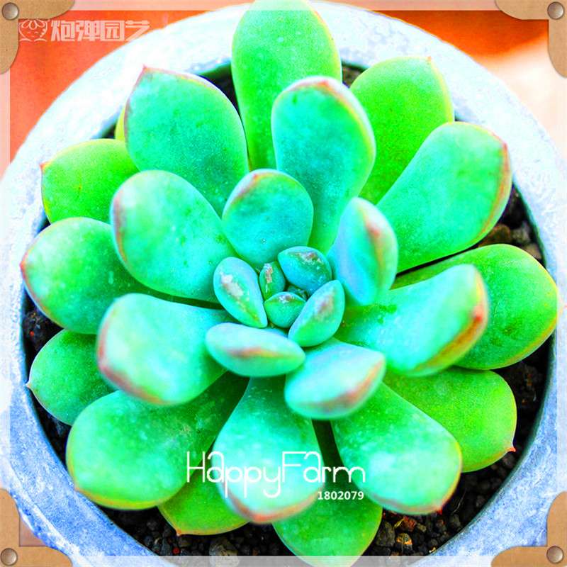 Rare Succulents Seeds - 99 Varieties, Lithops & Bonsai Plants for Office & Home