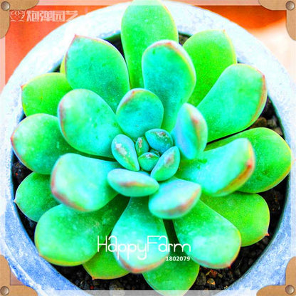 Rare Succulents Seeds - 99 Varieties, Lithops & Bonsai Plants for Office & Home