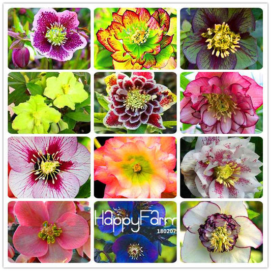 Helleborus Seeds for Bonsai - Grow Exotic Japanese Flowers at Home | DIY Garden Kit