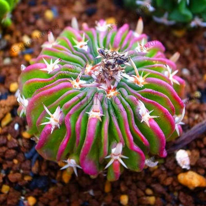 Rare Lithops Seeds - Living Stones Succulent, Organic Cactus Seeds for Indoor Garden, Bonsai & Succulent Lovers