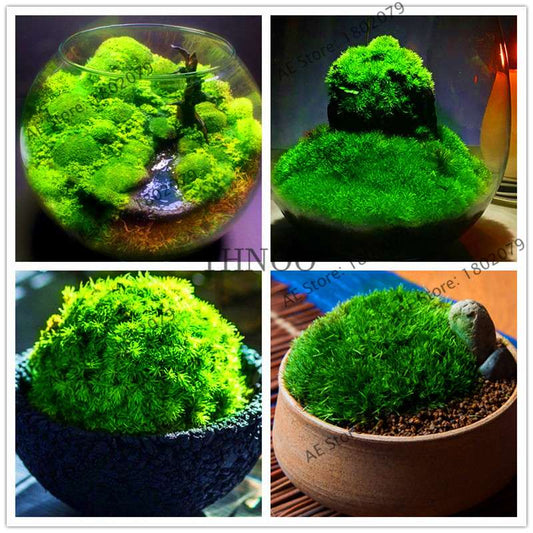 Moss Seeds for Bonsai - Sagina Subulata, Decorative Garden Grass, Ornamental Plant for Home & Outdoor Landscaping