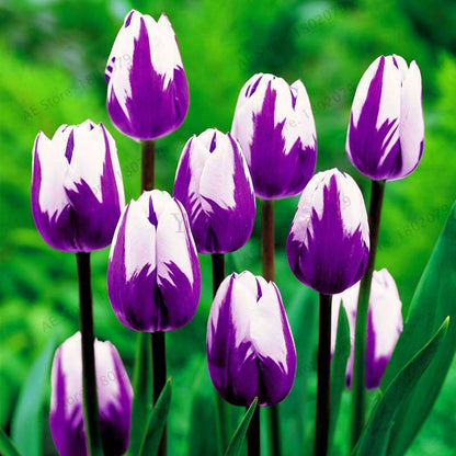 Rare Tulip Seeds - Beautiful Perennial Bonsai Flowers for Home & Garden Planting