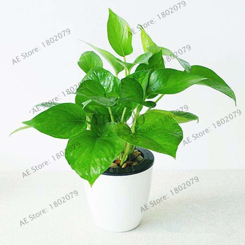Scindapsus Seeds - Air Purifying Bonsai Plant for Office, Absorbs Formaldehyde & Radiation, Easy to Grow