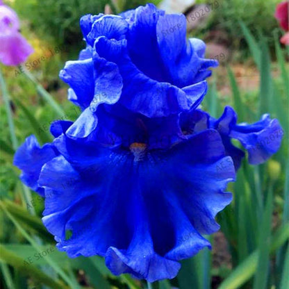 Mixed Color Bearded Iris Seeds - Rare Orchid-Like Flowers for Garden Planting, DIY Home Gardening