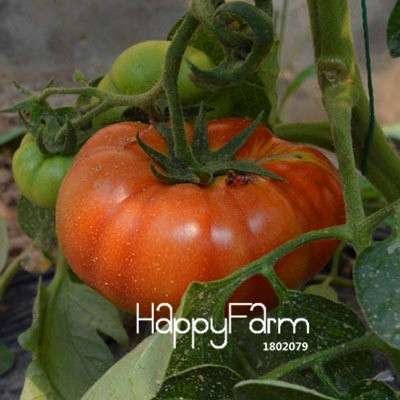 Organic Chocolate Black Tomato Seeds - for Home Garden, Non-GMO Heirloom Vegetable Seeds