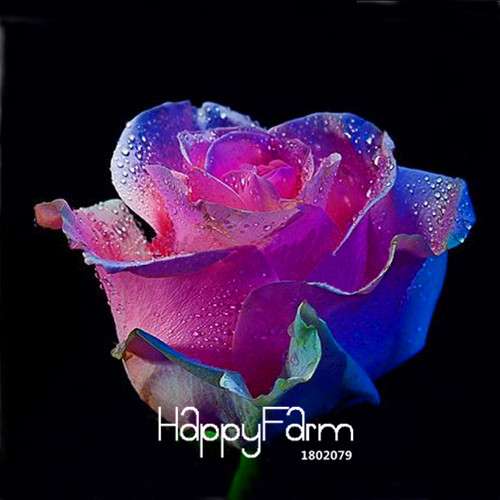 Pink & White Rose Seeds - 24 Rare Colors, for Balcony Planting, Potted Flower Garden