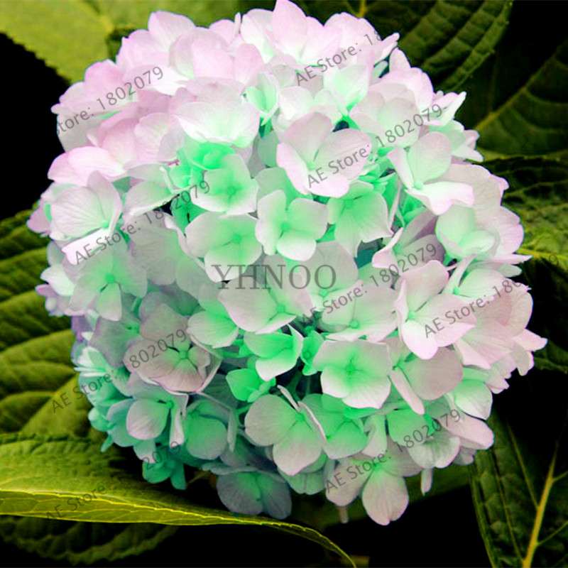 Hydrangea Seeds - Perennial Flowers for Wedding, Party, Home & Garden | Easy Grow Beautiful Blooms