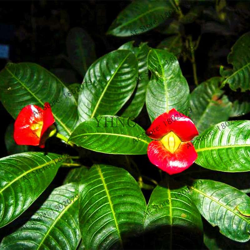 Psychotria Elata 'Hot Lips' Seeds - Rare Tropical Flower, Bonsai Plant, Exotic & Beautiful Bloom