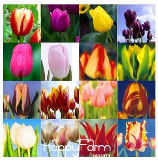 Hydroponic Tulip Bonsai Seeds - Grow Blooming Indoor Flowers, Not Bulbs