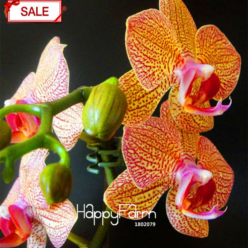 Phalaenopsis Orchid Seeds - 9 Stunning Varieties, Perennial Potted Flowers for Home & Garden