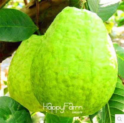 Guava Seeds for Planting - Grow Fruit Trees in Pots, Balcony & Patio - Fresh Psidium Seeds for Home Garden