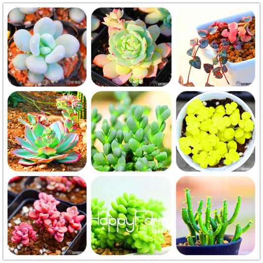 Lithops Seeds - 99 Varieties, Succulent & Bonsai Plants for Office, Rare Pseudotruncatella - Fast Shipping
