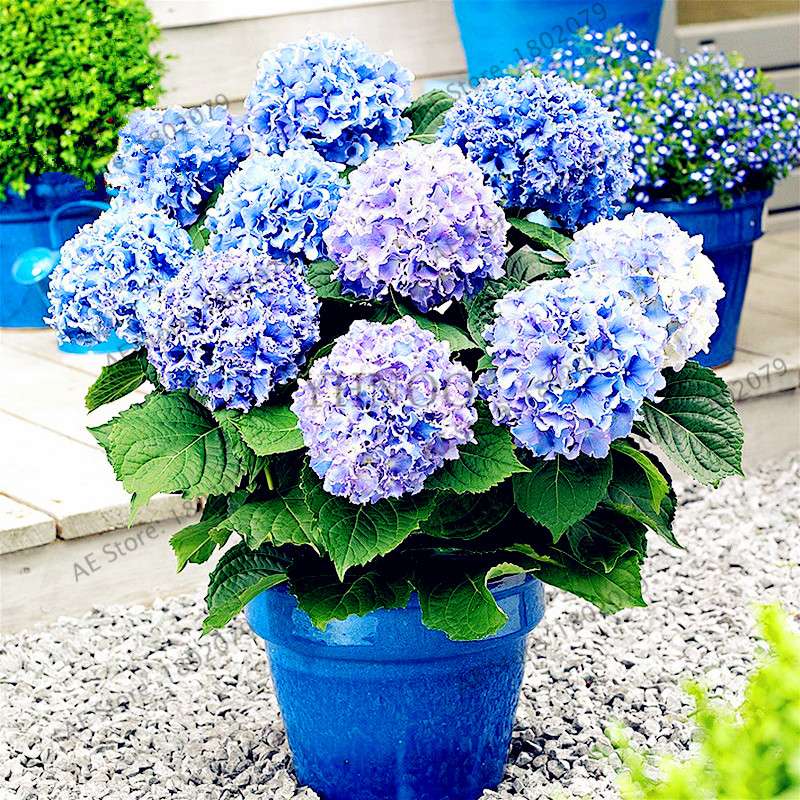 Hydrangea Bonsai Seeds - Perennial Wedding Flowers for Home & Garden - Easy to Grow
