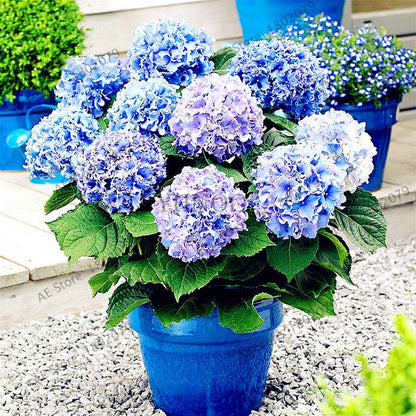 Hydrangea Bonsai Seeds - Perennial Wedding Flowers for Home & Garden - Easy to Grow