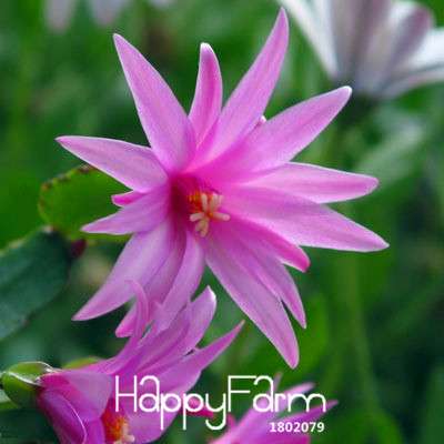 24 Color Rare Schlumbergera Bonsai Seeds - | Unique Truncatus Flower Seeds for Planting