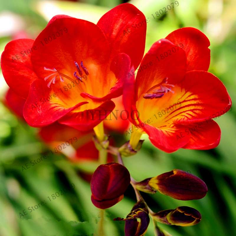 Freesia Seeds - Colorful Fragrant Flowers for Home Garden Planting