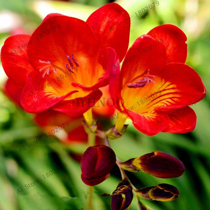 Freesia Seeds - Colorful Fragrant Flowers for Home Garden Planting