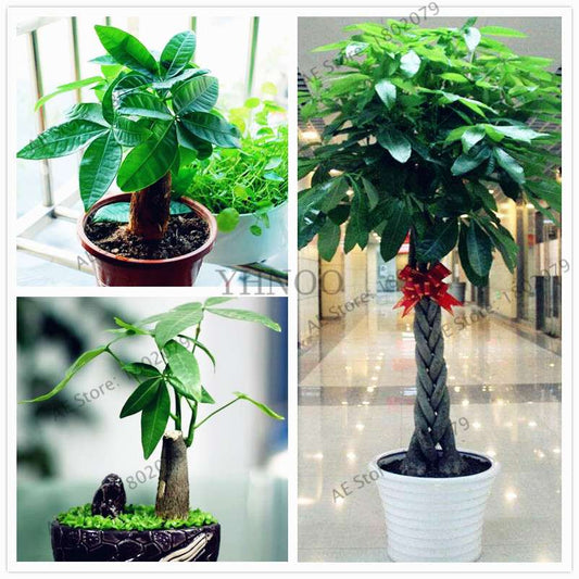 Money Tree Seeds (Pachira Macrocarpa) - Bonsai & Potted Plant for Home & Garden - Grow Your Own Lucky Tree