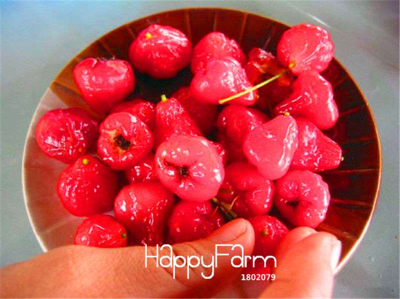 Rare Rose Apple Seeds for Planting - Easy Grow, Home Garden Fruit Seeds