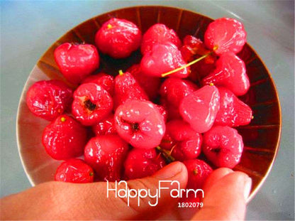 Rare Rose Apple Seeds for Planting - Easy Grow, Home Garden Fruit Seeds