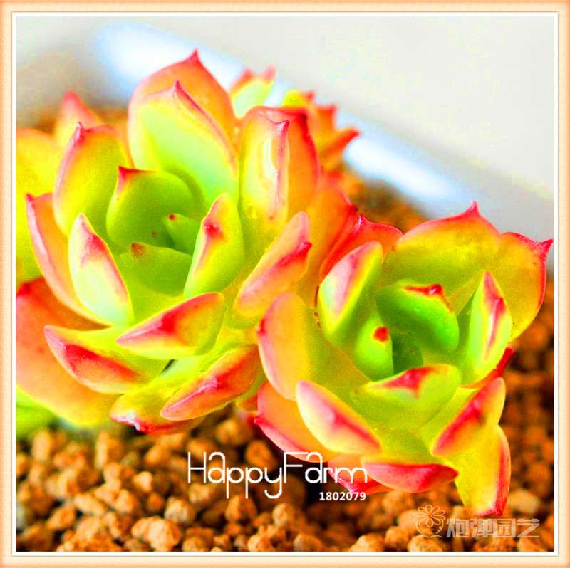 Lithops Seeds - 99 Varieties, Succulent & Bonsai Plants for Office - Fast Shipping & High Germination Rate