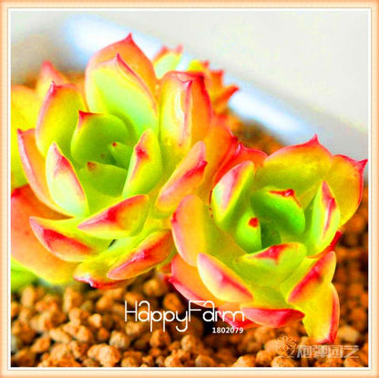Lithops Seeds - 99 Varieties, Succulent & Bonsai Plants for Office - Fast Shipping & High Germination Rate